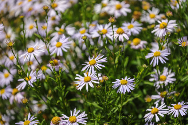 Kalimeris incisa 'Blue Star', Japanese aster 'Blue Star' Kalimeris incisa 'Blue Star', Japanese aster 'Blue Star' is a compact, clump-forming perennial to 50cm high forming a mound of oblong, dark green foliage. kalimeris incisa stock pictures, royalty-free photos & images