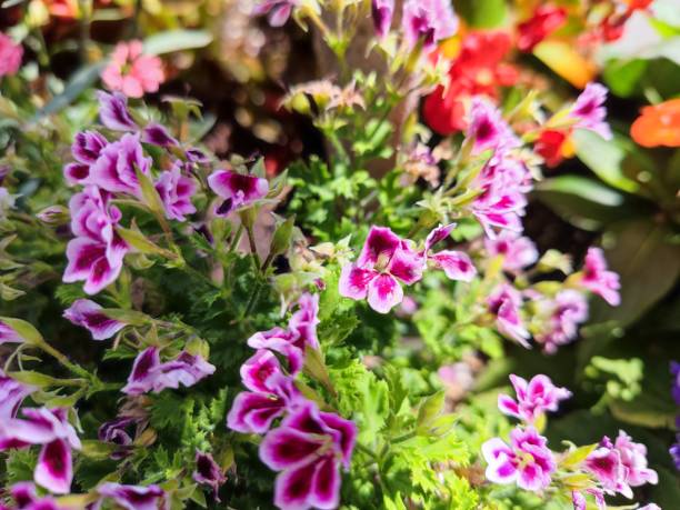 istock Purple Regal pelargonium flower bush 1407384220