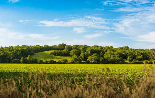 Photo of View of Midwestern soybean field in summer; hills and blue sky in background