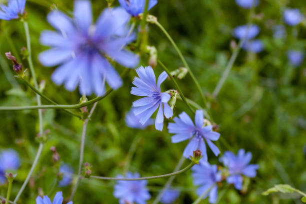 istock Chicory flowers on the summer meadow. 1407386737