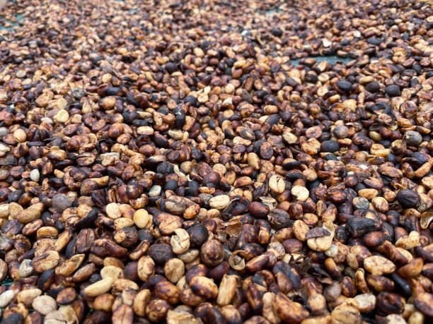istock Coffee beans on a plantation before roasting in Costa Rica. 1407387797