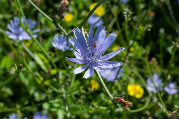 Cichorium intybus chicory blue flowering flowers on green stem, common blue daisy dandelion in bloom, wild plant.