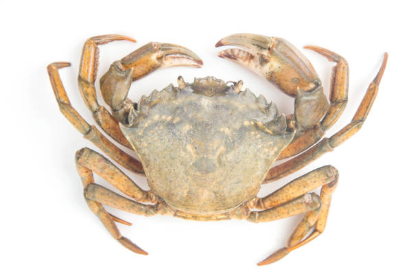 istock Yellow sea crab on a white background. 1407389586
