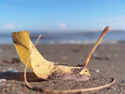 Yellow leaves on the sand by the beach jodo