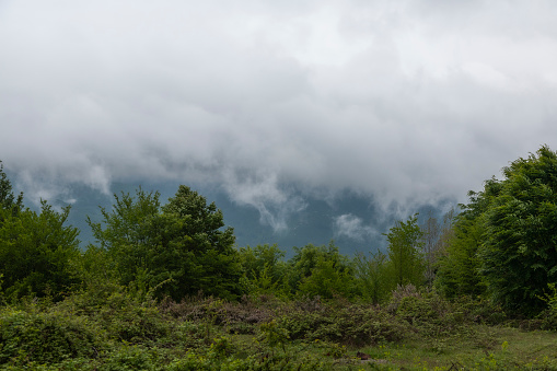 Clouds cover jungle in mountains in Düzce, Turkey.