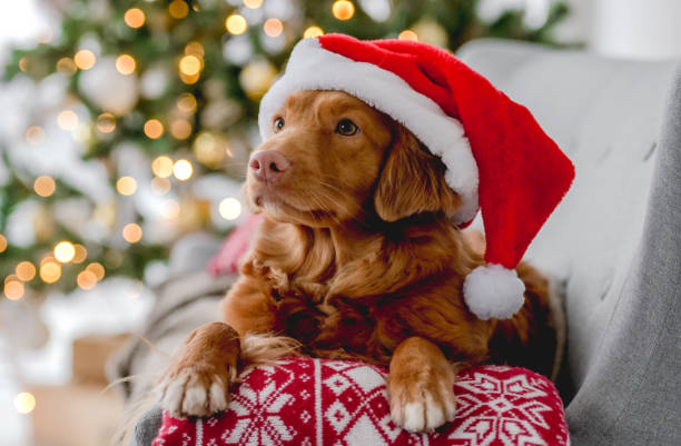 istock Toller retriever in Christmas time 1407391517