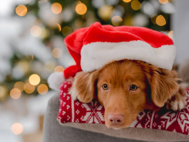 istock Toller retriever in Christmas time 1407391518