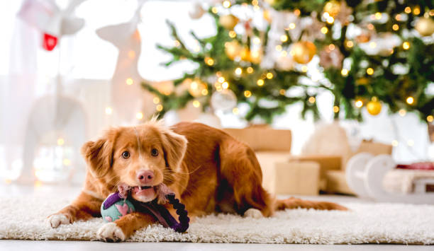 istock Toller retriever in Christmas time 1407391519