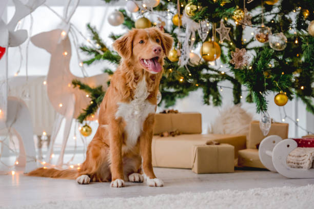 istock Toller retriever in Christmas time 1407391520