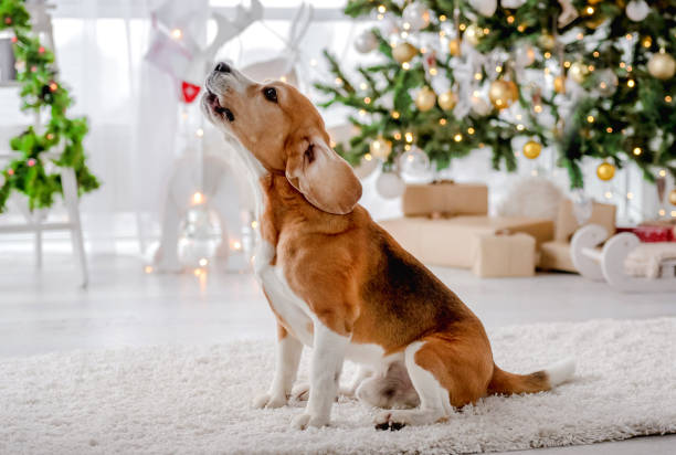 istock Beagle dog in Christmas time 1407391521
