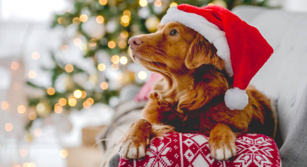 istock Toller retriever in Christmas time 1407391524