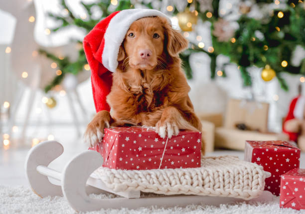 istock Toller retriever in Christmas time 1407391525