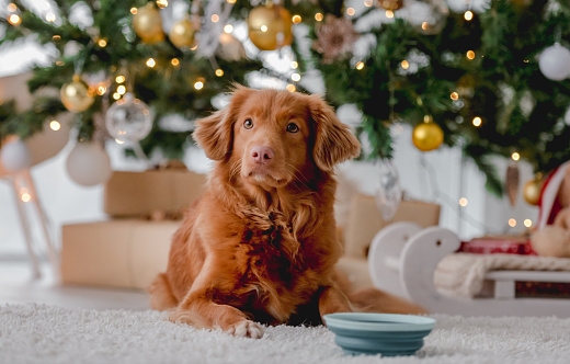 Toller retriever dog lying close to feed in bowl in Christmas time in decorated New Year home with festive tree and lights. Purebred doggie pet with food in Xmas