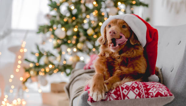 istock Toller retriever in Christmas time 1407391527