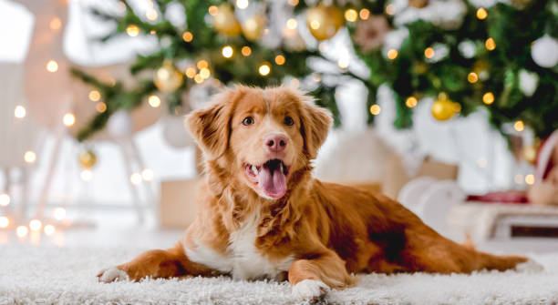 istock Toller retriever in Christmas time 1407391529