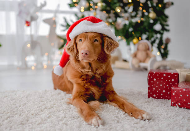 istock Toller retriever in Christmas time 1407391531