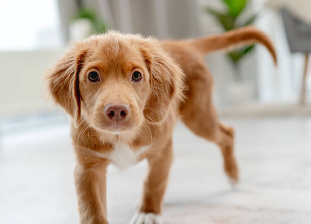 istock Toller puppy having fun at home 1407391538