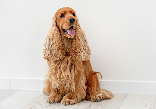 Portrait of English cocker spaniel dog at home on white wall background