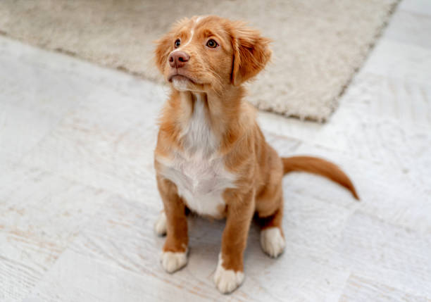 istock Toller puppy having fun at home 1407391556