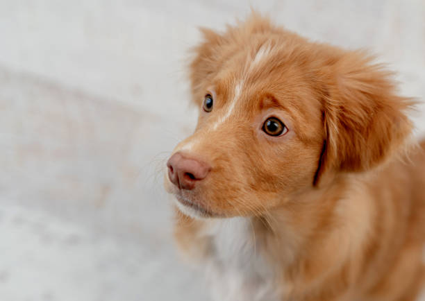 istock Toller puppy having fun at home 1407391561