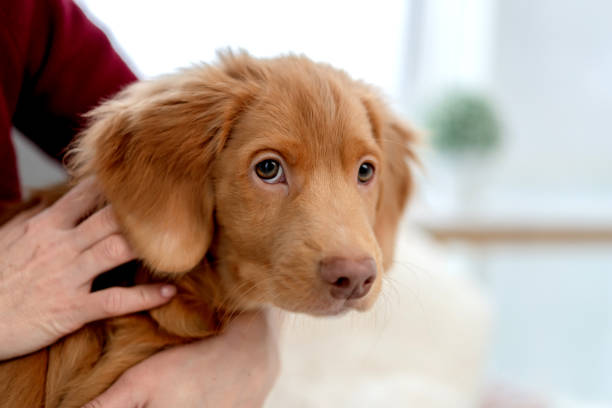 istock Toller puppy having fun at home 1407391587