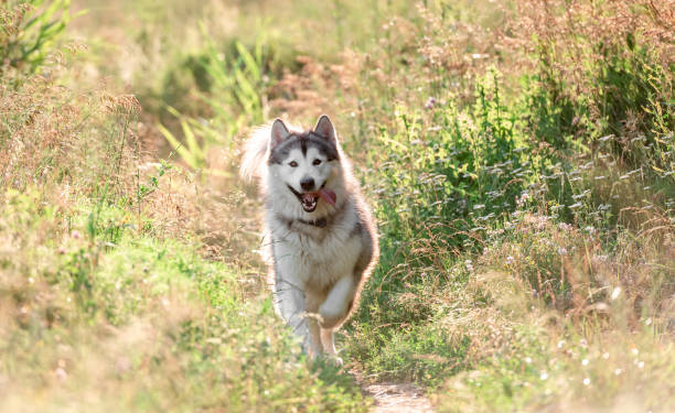 istock Alaskan malamute running on sunny field 1407391602