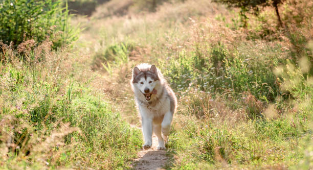istock Alaskan malamute running on sunny field 1407391606