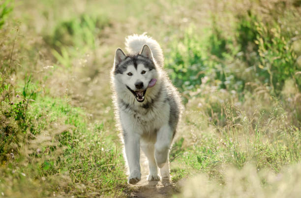 istock Alaskan malamute running on sunny field 1407391611