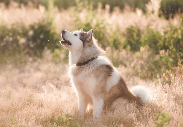 istock Adoarble dog sitting on summer meadow 1407391616
