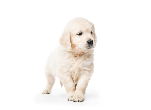 istock Golden retriever puppy standing isolated 1407391617
