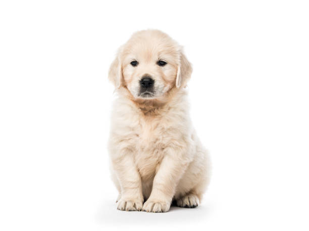 istock Golden retriever puppy sitting isolated 1407391621