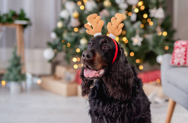 istock Dog near christmas tree at home 1407391622