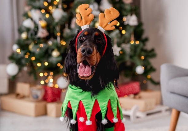 istock Dog near christmas tree at home 1407391623