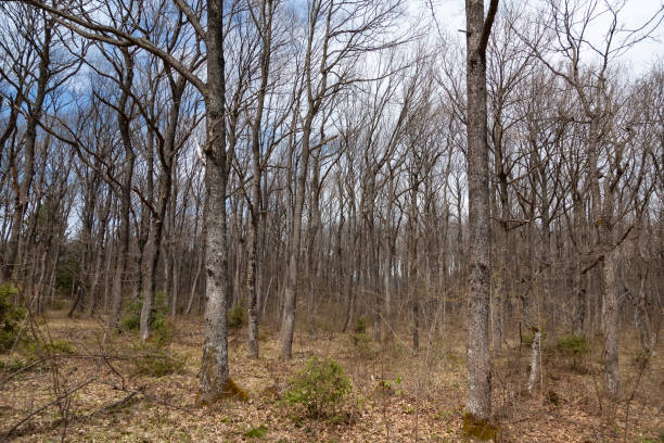 istock Mid-winter trees completely devoid of any leaves sunlit against a blue sky. 1407391707