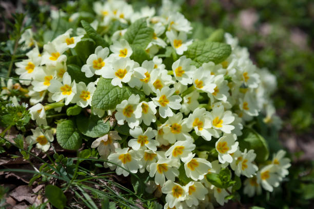istock Yellow Primrose Plant. 1407393252