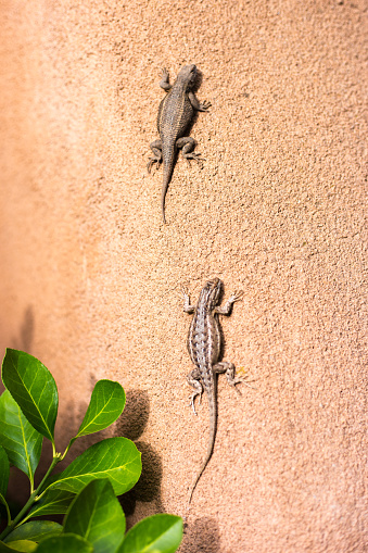 Two Lizards on Adobe Wall