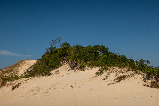 Sand dune and restinga plant species