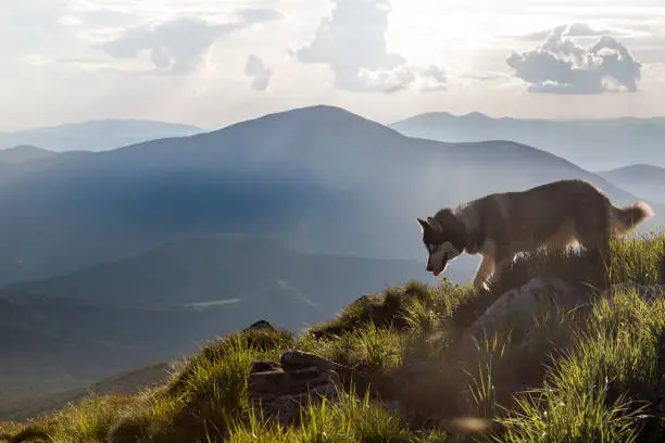 Photo of Close up photo of grey Siberian husky dog enjoying the mountains nature