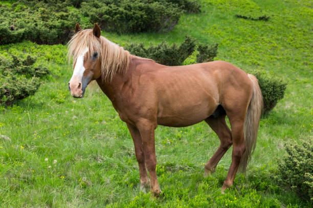 istock A beautiful brown horse is standing right in the valley 1407401648