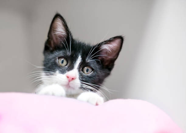 istock A black and white kitten peeking over a blanket 1407403342