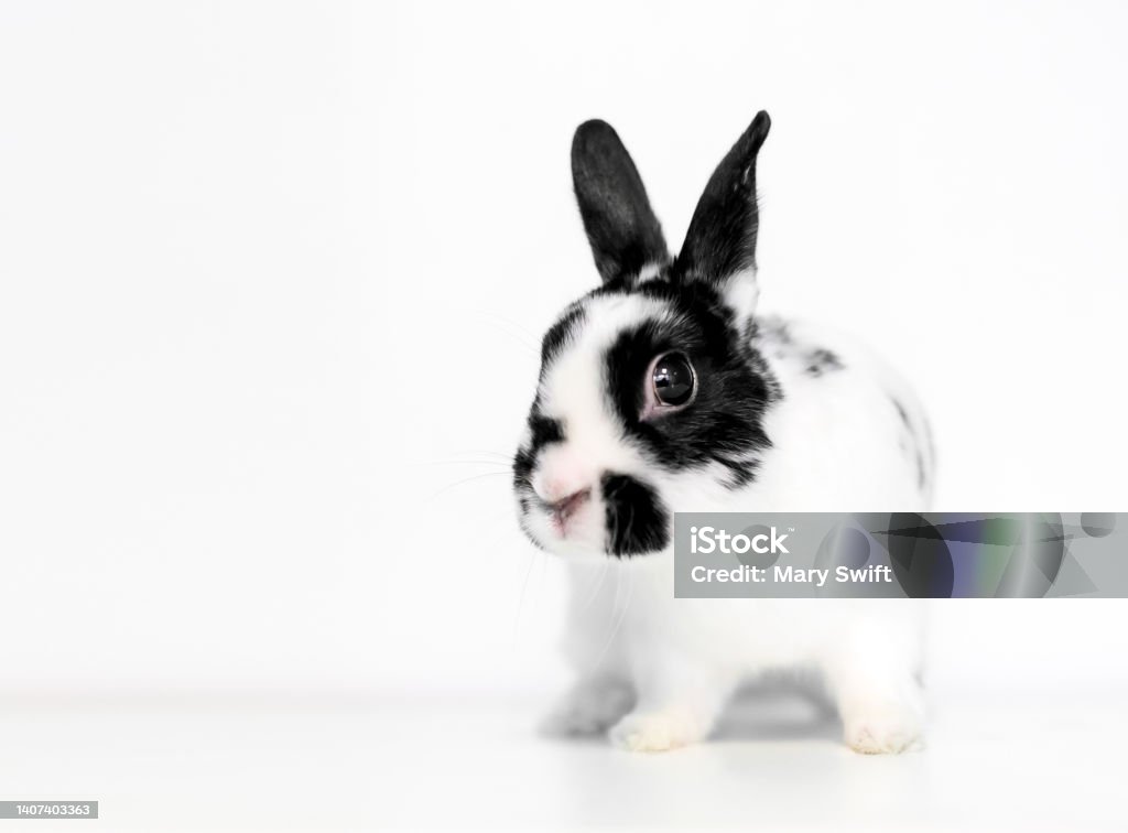 A Small Dwarf Breed Rabbit Sitting Stock Photo - Download Image Now ...