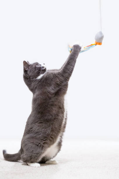 istock A shorthair cat playing with a toy 1407403369