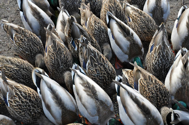 istock Mallard duck tales 1407403497