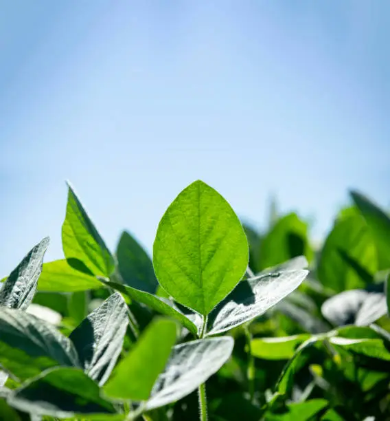 Photo of Growing soybean plantation