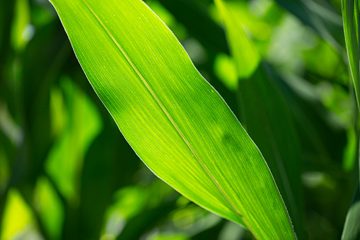 Corn leaf closeup