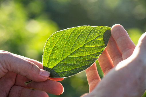 Hand holding sunlit soybean leaf.