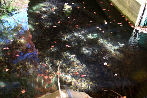 istock Autumn leaves floating on the water 1407404318
