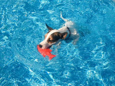 Young Jack Russell Terrier dog swimming in backyard swimming pool with red fish toy in her mouth.