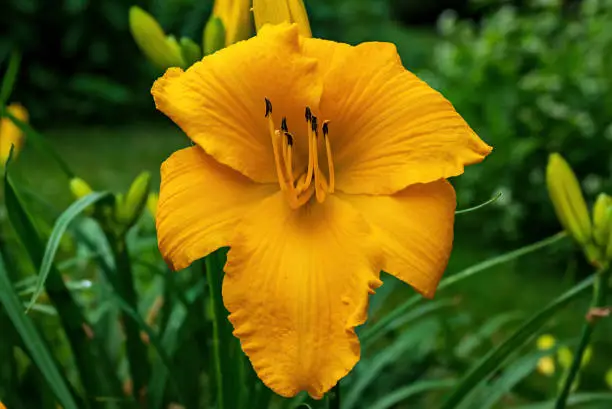 A daylily or day lily in the garden with muted sunshine. Despite the common name, it is not a lily. Gardening enthusiasts and horticulturists have long bred daylilies for their attractive flowers.