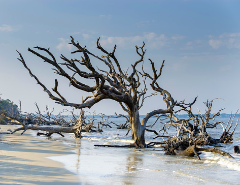 tree on beach surrounded by driftwood, water in background, sunny day, no people, beach full of driftwood and full size trees